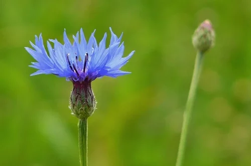 bleuet alternative naturelle