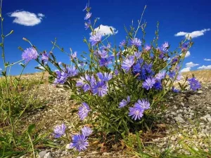 bleuet en cuisine